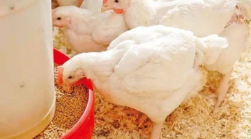 تراجع ملحوظ.. سعر كيلو الفراخ البيضاء في بورصة الدواجن يوم الجمعة 2-1-2025